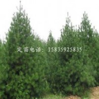 白皮松，油松，側(cè)柏，署儈，雪松，華山松，冬青