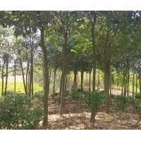 大葉女貞山東貨源6-15公分3萬顆