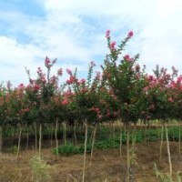 成都蒂楠園林苗圃低價(jià)供應(yīng)大紅紫薇小苗