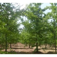低價(jià)供應(yīng)1-50公分銀杏樹(shù)，銀杏占地樹(shù)