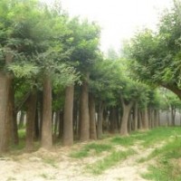 本基地供應(yīng)國槐、白蠟、合歡、法桐