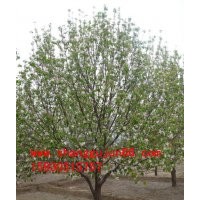 八棱海棠樹之鄉(xiāng)