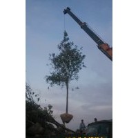 濱州出售優(yōu)質(zhì)15公分白蠟4000棵、惠民優(yōu)質(zhì)白蠟供應商