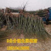 鑫合園林200萬速生國槐苗、速生國槐苗供應商