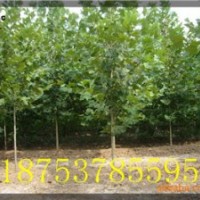 3公分法桐|速生法桐價(jià)格|造型法桐|法桐樹|濟(jì)寧法桐|山東法桐