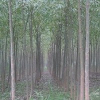 柳樹、法桐、欒樹、紫薇、桃樹、大葉女貞、合歡