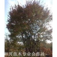 供應(yīng)胸徑8-16cm九角楓，桓仁和興苗木種植基地
