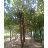 [山東]毛白楊-千頭椿樹-１０７-白蠟苗-柳樹-國槐-法桐