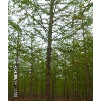 低價(jià)供應(yīng)16-25公分銀杏樹(shù)