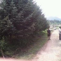 油松，落地冠，定植2m-3-5mi