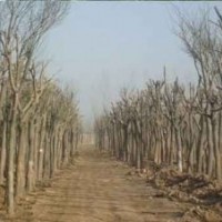 18cm土球全冠國槐現(xiàn)貨180棵