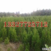 垂柳苗木價格，垂柳價格