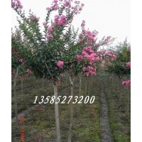 大量供應(yīng)1-2公分紫薇10000棵