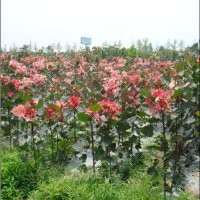 中華紅霞楊（紅葉楊三代）