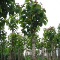 意楊價格，臭椿價格，黃連木價格