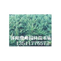 供應：鋪地柏,龍柏,蜀檜,紅葉小檗,金葉女貞