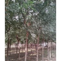 那里國(guó)槐質(zhì)量好山東永盛國(guó)槐