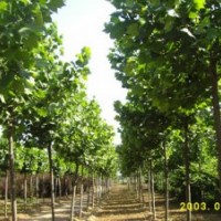 速生國(guó)槐，實(shí)生國(guó)槐，速生白蠟及半成品，法桐苗速生法桐，合歡及