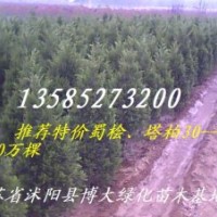 龍柏、蜀檜、塔柏、北京檜、西安檜、雪松、灑金柏