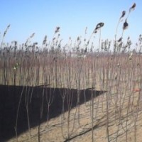 供應(yīng)各種苗木