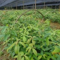 湖南供金絲楠木苗