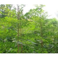 供應(yīng)北欒苗北欒樹苗山西北欒苗基地_北欒苗_山西運城裕益苗圃