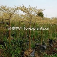 供應(yīng)低價(jià)精品速生苗 錦葉欖仁 花葉欖仁