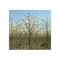 落葉喬木白玉蘭供應(yīng)/最新l綠化苗木