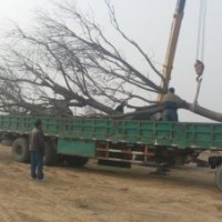 25公分國槐價格 25公分國槐