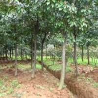 石楠價(jià)格資料/石楠價(jià)格優(yōu)勢(shì)