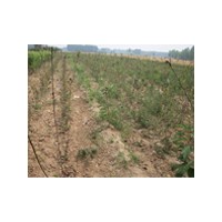 阿根延奶油奶瓜苗木的價(jià)格/大櫻桃苗木供貨商/百日紅苗木