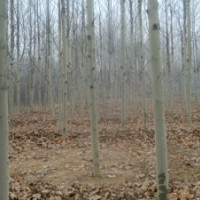 山東法桐價格表山東18公分法桐價格參考法桐圖片