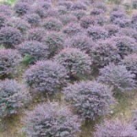 供應(yīng)白玉蘭、紅玉蘭、紫玉蘭、黃玉蘭