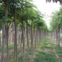 合歡合歡 山東合歡樹基地 2公分合歡小苗價格