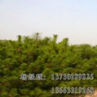 河北嫁接垂柳長期供應(yīng)