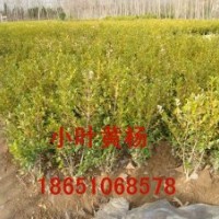 山東小葉黃楊、供應(yīng)山東小葉黃楊、小葉黃楊基地、小葉黃楊球出售
