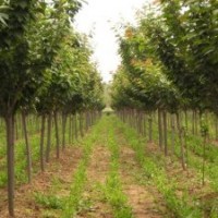 供應(yīng)：櫻花、紫葉李、紅楓、紫薇、木瓜、海棠、欒樹、柳樹、法桐