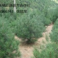 白皮松出售、3年以上白皮松低價(jià)供應(yīng)