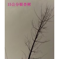 供應(yīng)15公分銀杏樹