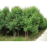 供應(yīng)3-10公分大葉女貞