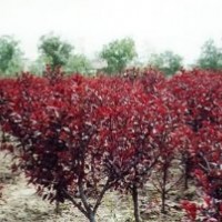 供應(yīng)3-8公分紅葉碧桃