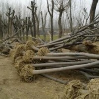 8公分國槐多少錢