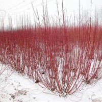 供應:紅瑞木,鋪地柏,龍柏,連翹,迎春,木槿