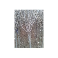 3-8公分櫻花銷售