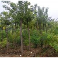 北京8公分國槐價(jià)格 北京8公分國槐多少錢