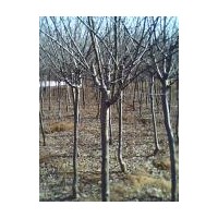 供應(yīng)垂絲海棠 西湖海棠 櫻花 紅楓 石榴 玉蘭等