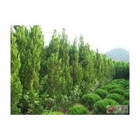 供應(yīng)龍柏 蜀檜 黃楊 冬青 石楠 側(cè)柏 紫薇等