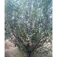 金玉苗木長(zhǎng)期供應(yīng)京紅海棠樹