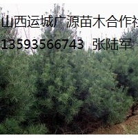 油松出售、1-2.5米以上油松大量?jī)?yōu)惠價(jià)格供應(yīng)