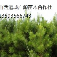 油松出售、1.5米-2米以上油松大量?jī)?yōu)惠價(jià)格供應(yīng)